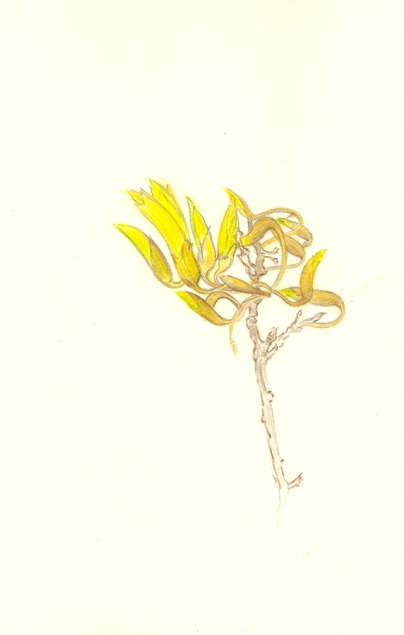 Kowhai