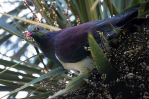 kereru
