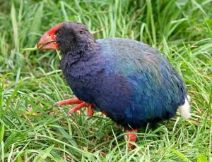 takahe 2