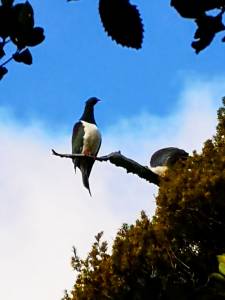 Taranaki kereru