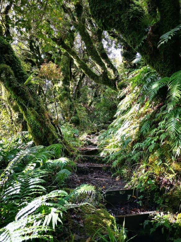 Taranaki path